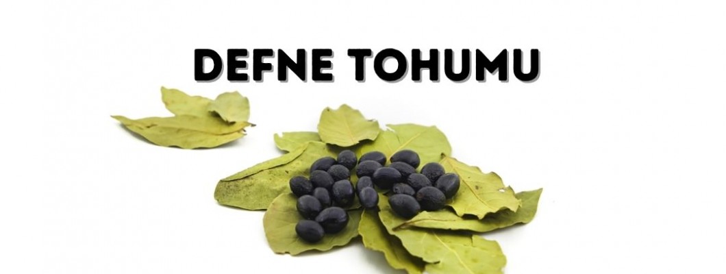 Defne Tohumu