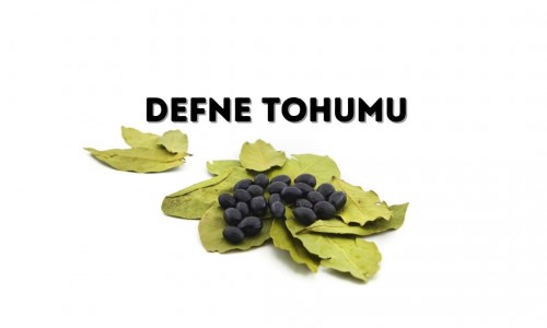 Defne Tohumu